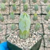 Blue Myrtle Cactus Live Plant – Myrtillocactus Geometrizans – 4 Inch Pot – Indoor/Outdoor - Image 1