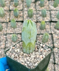 Blue Myrtle Cactus Live Plant – Myrtillocactus Geometrizans – 4 Inch Pot – Indoor/Outdoor - Image 1