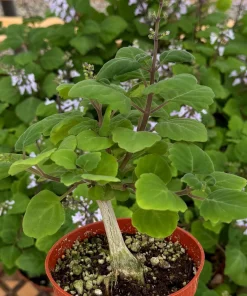 Bonsai Spurflower Plectranthus Ernstii Live Plant, 4 Inch Pot, Indoor/Outdoor - Image 2