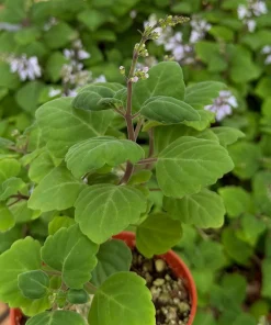 Bonsai Spurflower Plectranthus Ernstii Live Plant, 4 Inch Pot, Indoor/Outdoor - Image 3