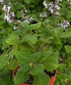 Bonsai Spurflower Plectranthus Ernstii Live Plant, 4 Inch Pot, Indoor/Outdoor - Image 4