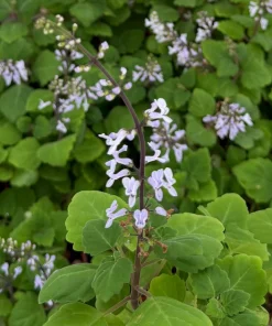 Bonsai Spurflower Plectranthus Ernstii Live Plant, 4 Inch Pot, Indoor/Outdoor - Image 5