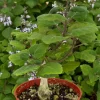 Bonsai Spurflower Plectranthus Ernstii Live Plant, 4 Inch Pot, Indoor/Outdoor - Image 1