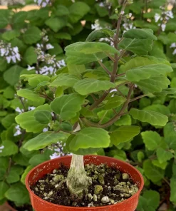 Bonsai Spurflower Plectranthus Ernstii Live Plant, 4 Inch Pot, Indoor/Outdoor - Image 1