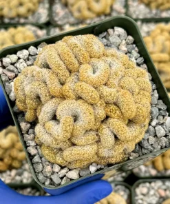 Brain Cactus Mammillaria elongata Cristata Live Plant in 4 Inch Pot - Rare Succulent - Image 2
