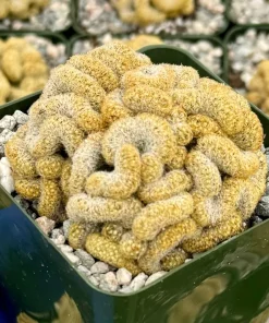 Brain Cactus Mammillaria elongata Cristata Live Plant in 4 Inch Pot - Rare Succulent - Image 3