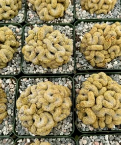 Brain Cactus Mammillaria elongata Cristata Live Plant in 4 Inch Pot - Rare Succulent - Image 4
