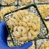Brain Cactus Mammillaria elongata Cristata Live Plant in 4 Inch Pot - Rare Succulent - Image 1