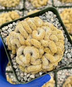 Brain Cactus Mammillaria elongata Cristata Live Plant in 4 Inch Pot - Rare Succulent - Image 1