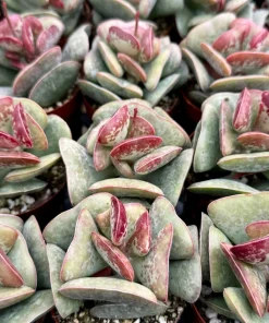 Calico Hearts Succulent Live Plant - Adromischus Triflorus 3 Inch Pot - Image 2