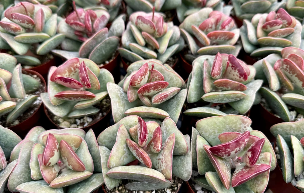 Calico Hearts Succulent Live Plant - Adromischus Triflorus 3 Inch Pot - Image 2
