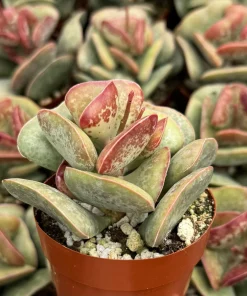 Calico Hearts Succulent Live Plant - Adromischus Triflorus 3 Inch Pot - Image 1