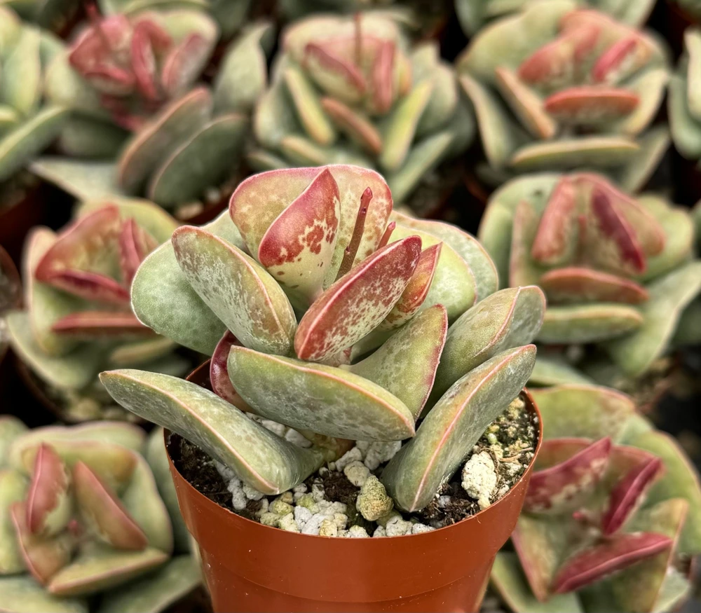 Calico Hearts Succulent Live Plant - Adromischus Triflorus 3 Inch Pot - Image 1