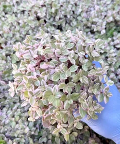 Callisia Repens Live Plant - Pink Turtle Vine Houseplant for Indoor Decor - Image 2