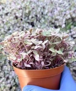 Callisia Repens Live Plant - Pink Turtle Vine Houseplant for Indoor Decor - Image 3
