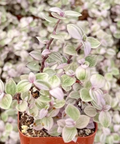 Callisia Repens Live Plant - Pink Turtle Vine Houseplant for Indoor Decor - Image 4