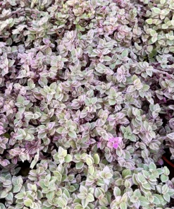 Callisia Repens Live Plant - Pink Turtle Vine Houseplant for Indoor Decor - Image 5
