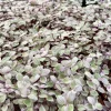 Callisia Repens Live Plant - Pink Turtle Vine Houseplant for Indoor Decor - Image 1