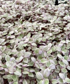 Callisia Repens Live Plant - Pink Turtle Vine Houseplant for Indoor Decor - Image 1