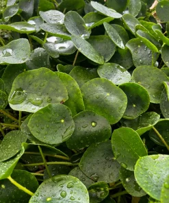 Chinese Money Plant Live Houseplant - Pilea Peperomioides in 4 Inch Pot - Indoor - Image 2