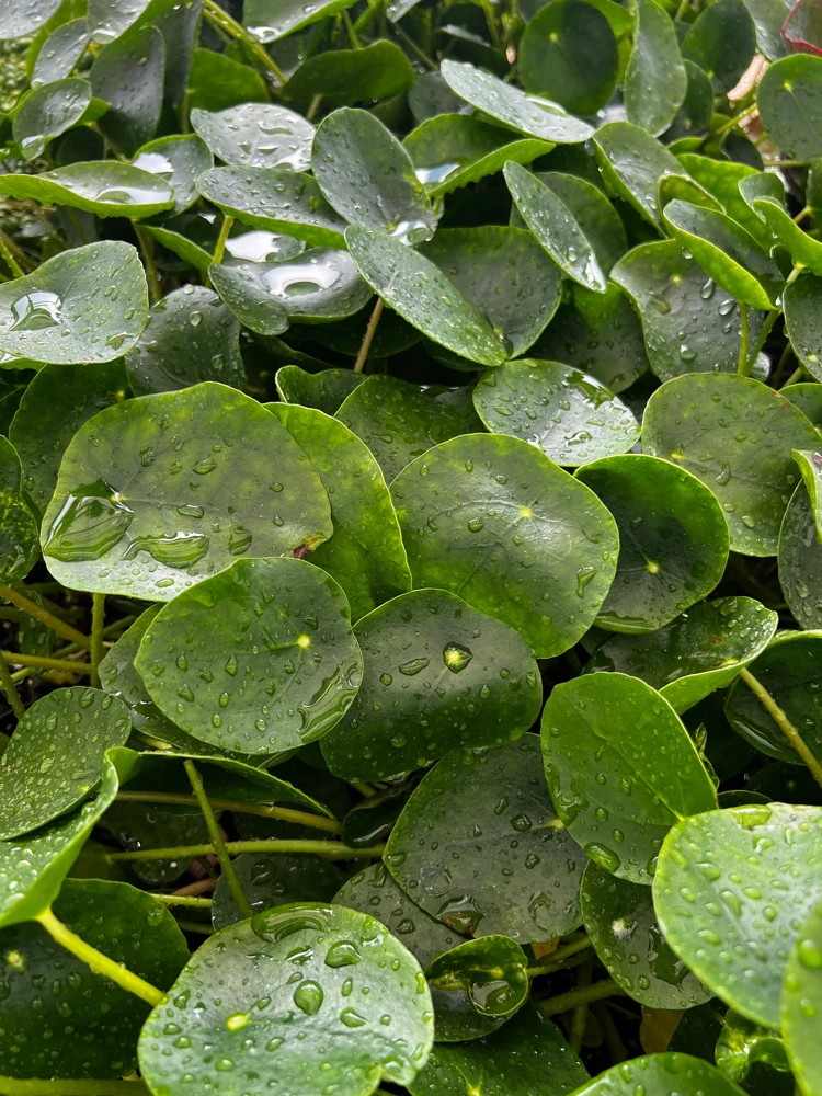 Chinese Money Plant Live Houseplant - Pilea Peperomioides in 4 Inch Pot - Indoor - Image 2