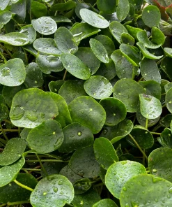 Chinese Money Plant Live Houseplant - Pilea Peperomioides in 4 Inch Pot - Indoor - Image 3