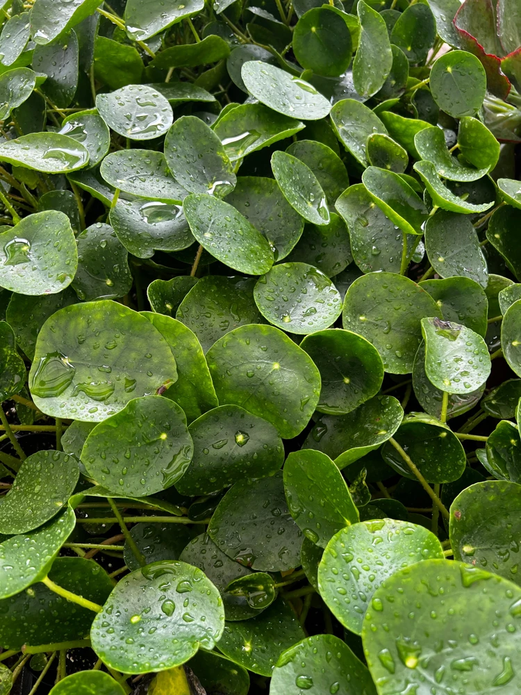 Chinese Money Plant Live Houseplant - Pilea Peperomioides in 4 Inch Pot - Indoor - Image 3