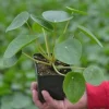 Chinese Money Plant Live Houseplant - Pilea Peperomioides in 4 Inch Pot - Indoor - Image 1