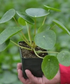 Chinese Money Plant Live Houseplant - Pilea Peperomioides in 4 Inch Pot - Indoor - Image 1