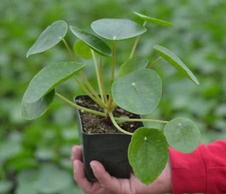 Chinese Money Plant Live Houseplant - Pilea Peperomioides in 4 Inch Pot - Indoor - Image 1