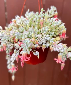 Cliff Cotyledon Pendens Live Plant – Trailing Succulent – Pink Edges – Indoor/Outdoor - Image 2
