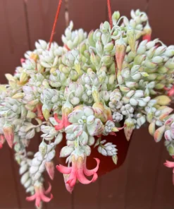 Cliff Cotyledon Pendens Live Plant – Trailing Succulent – Pink Edges – Indoor/Outdoor - Image 3