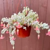 Cliff Cotyledon Pendens Live Plant – Trailing Succulent – Pink Edges – Indoor/Outdoor - Image 1