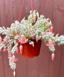 Cliff Cotyledon Pendens Live Plant – Trailing Succulent – Pink Edges – Indoor/Outdoor - Image 1