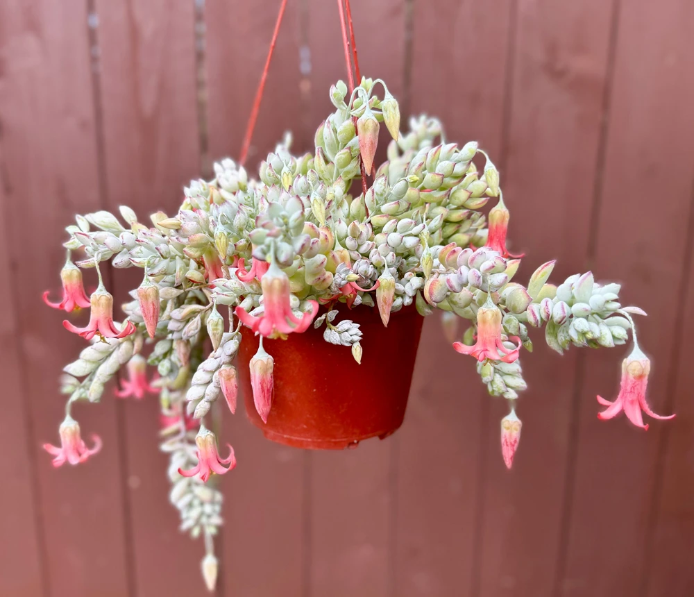 Cliff Cotyledon Pendens Live Plant – Trailing Succulent – Pink Edges – Indoor/Outdoor - Image 1