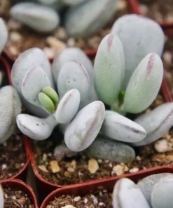 Cotyledon Orbiculata Live Plant – White Succulent – 2 Inch Pot – Indoor/Outdoor - Image 2