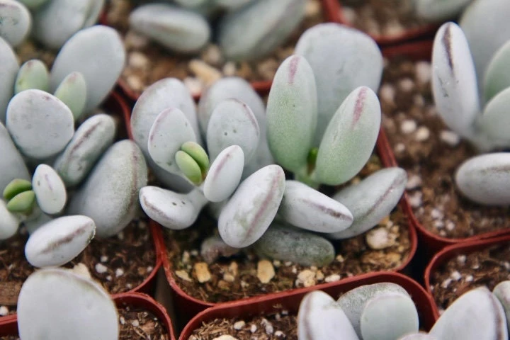 Cotyledon Orbiculata Live Plant – White Succulent – 2 Inch Pot – Indoor/Outdoor - Image 2