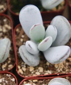 Cotyledon Orbiculata Live Plant – White Succulent – 2 Inch Pot – Indoor/Outdoor - Image 3