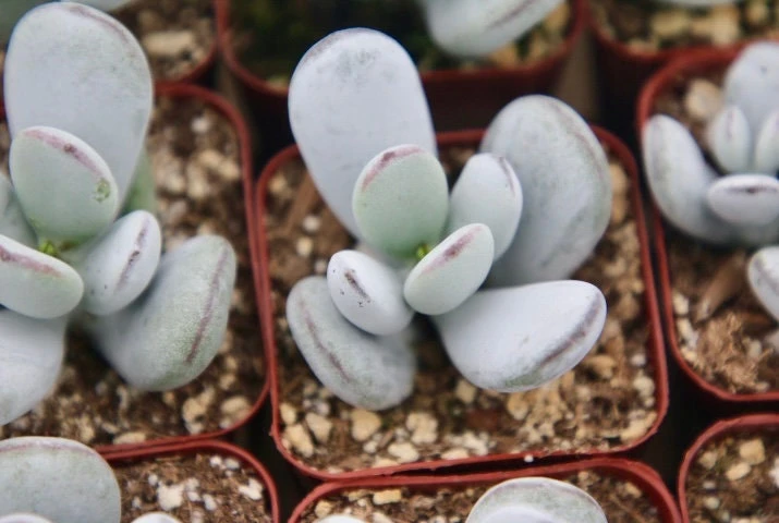 Cotyledon Orbiculata Live Plant – White Succulent – 2 Inch Pot – Indoor/Outdoor - Image 3