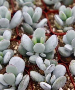 Cotyledon Orbiculata Live Plant – White Succulent – 2 Inch Pot – Indoor/Outdoor - Image 4