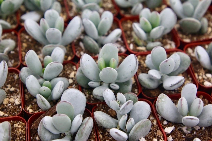 Cotyledon Orbiculata Live Plant – White Succulent – 2 Inch Pot – Indoor/Outdoor - Image 4