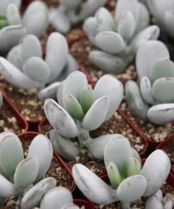 Cotyledon Orbiculata Live Plant – White Succulent – 2 Inch Pot – Indoor/Outdoor - Image 5