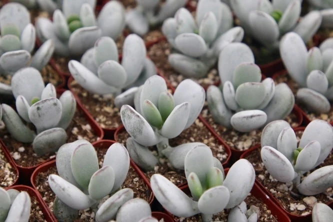 Cotyledon Orbiculata Live Plant – White Succulent – 2 Inch Pot – Indoor/Outdoor - Image 5