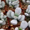 Cotyledon Orbiculata Live Plant – White Succulent – 2 Inch Pot – Indoor/Outdoor - Image 1