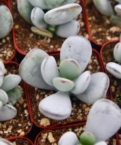 Cotyledon Orbiculata Live Plant – White Succulent – 2 Inch Pot – Indoor/Outdoor - Image 1