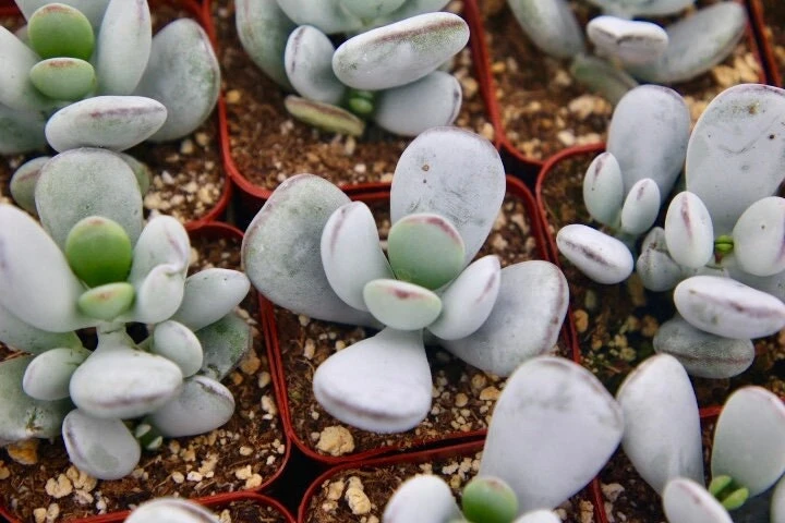 Cotyledon Orbiculata Live Plant – White Succulent – 2 Inch Pot – Indoor/Outdoor - Image 1