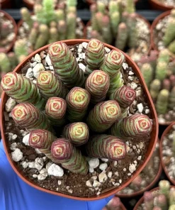 Crassula Baby Necklace Succulent Live Plant – Trailing Indoor Succulent - Image 2