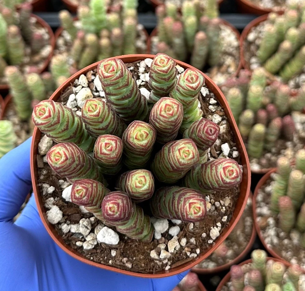 Crassula Baby Necklace Succulent Live Plant – Trailing Indoor Succulent - Image 2