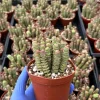 Crassula Baby Necklace Succulent Live Plant – Trailing Indoor Succulent - Image 1