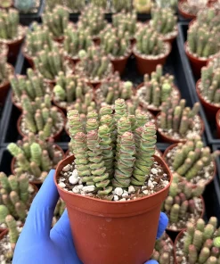 Crassula Baby Necklace Succulent Live Plant – Trailing Indoor Succulent - Image 1